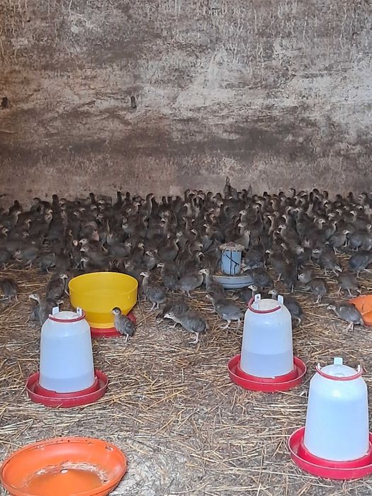 Kury kaczki gesi perliczki