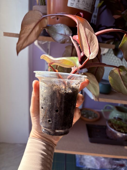 Filodendron Pink Princess sadzonka