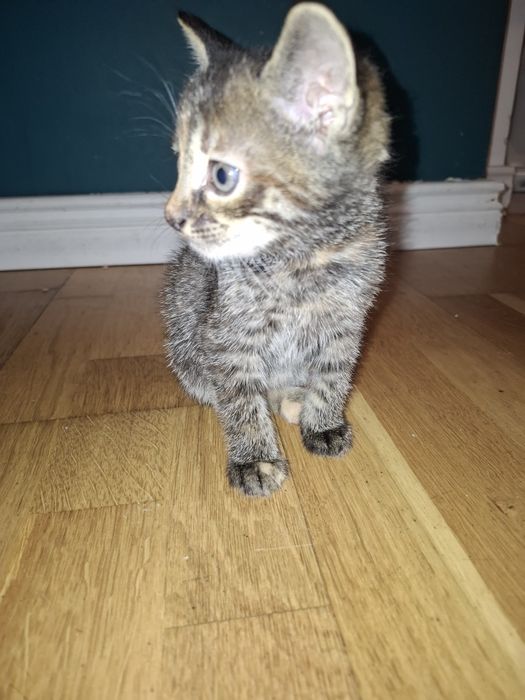 Kotki oddam za darmo