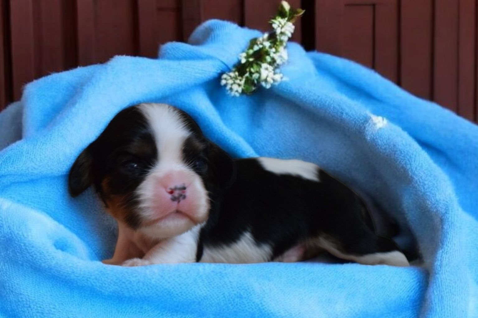 Chłopiec-Cavalier King Charles  Spaniel