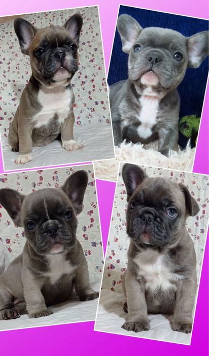 Голубые и голубопалевые щеночки! Французики!