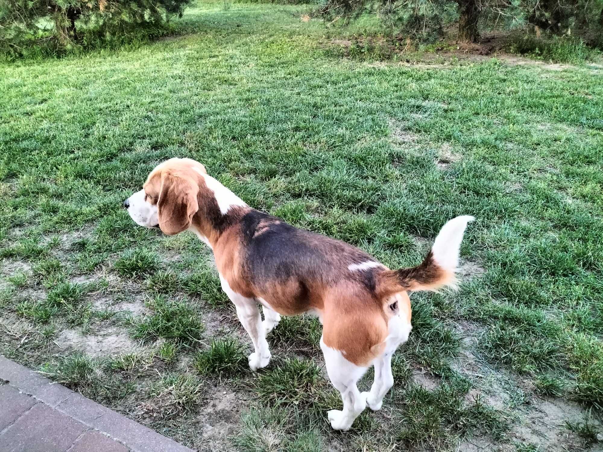 Sunia rasy Beagle Lila