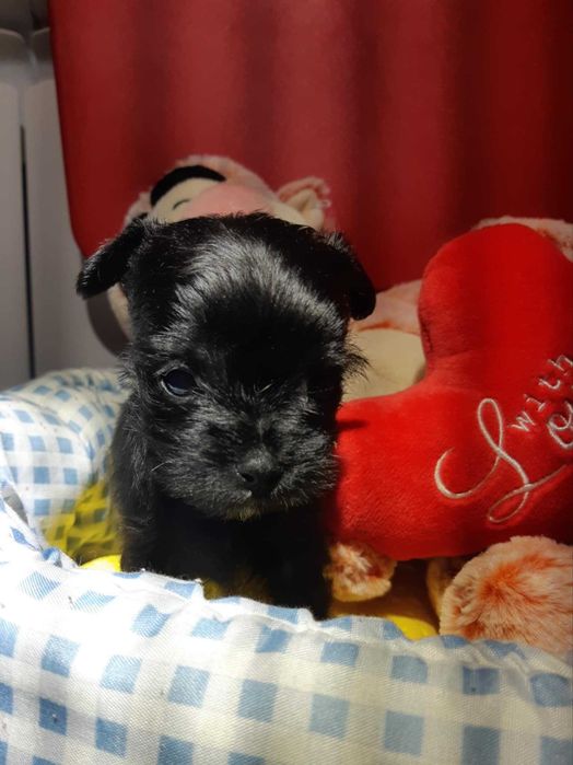 Yorkshire terrier suczka czarna XS