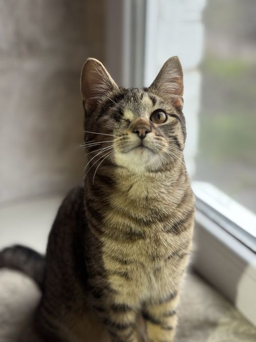 Красиве кошеня хлопчик