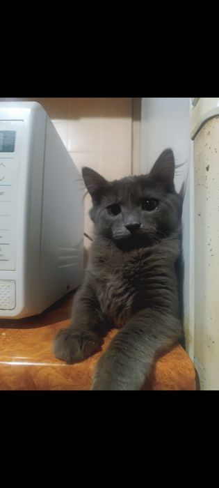 Отдам кошку бесплатно