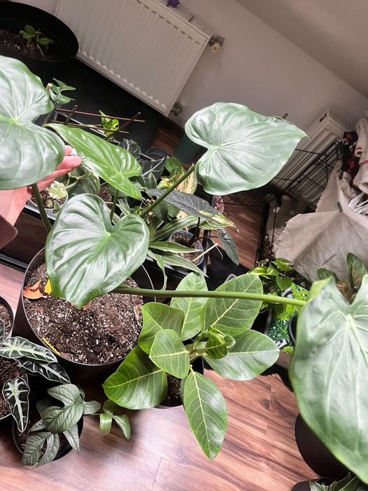 Kwiaty do domu wraz z doniczkami