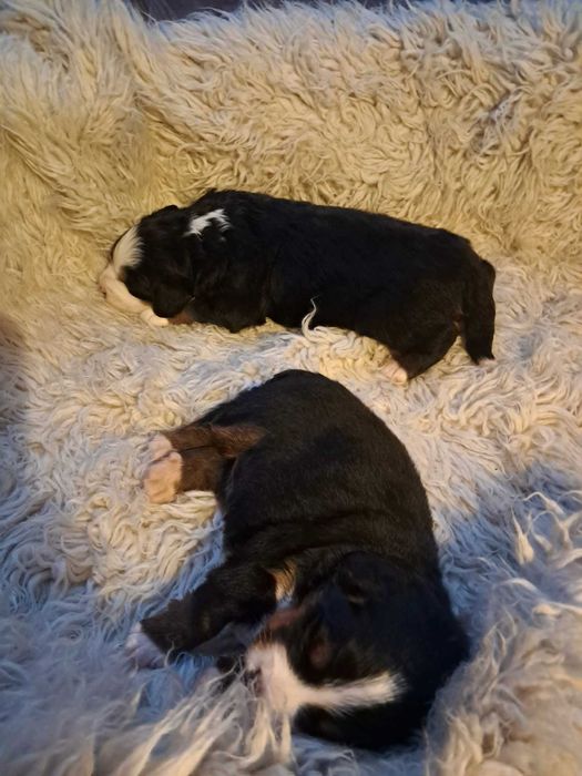 Urocza suczka Berneński Pies Pasterski !