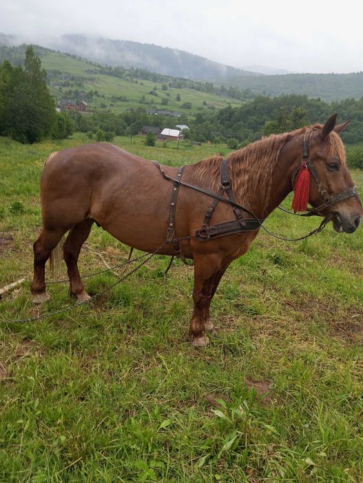 Продається кінь і кобила