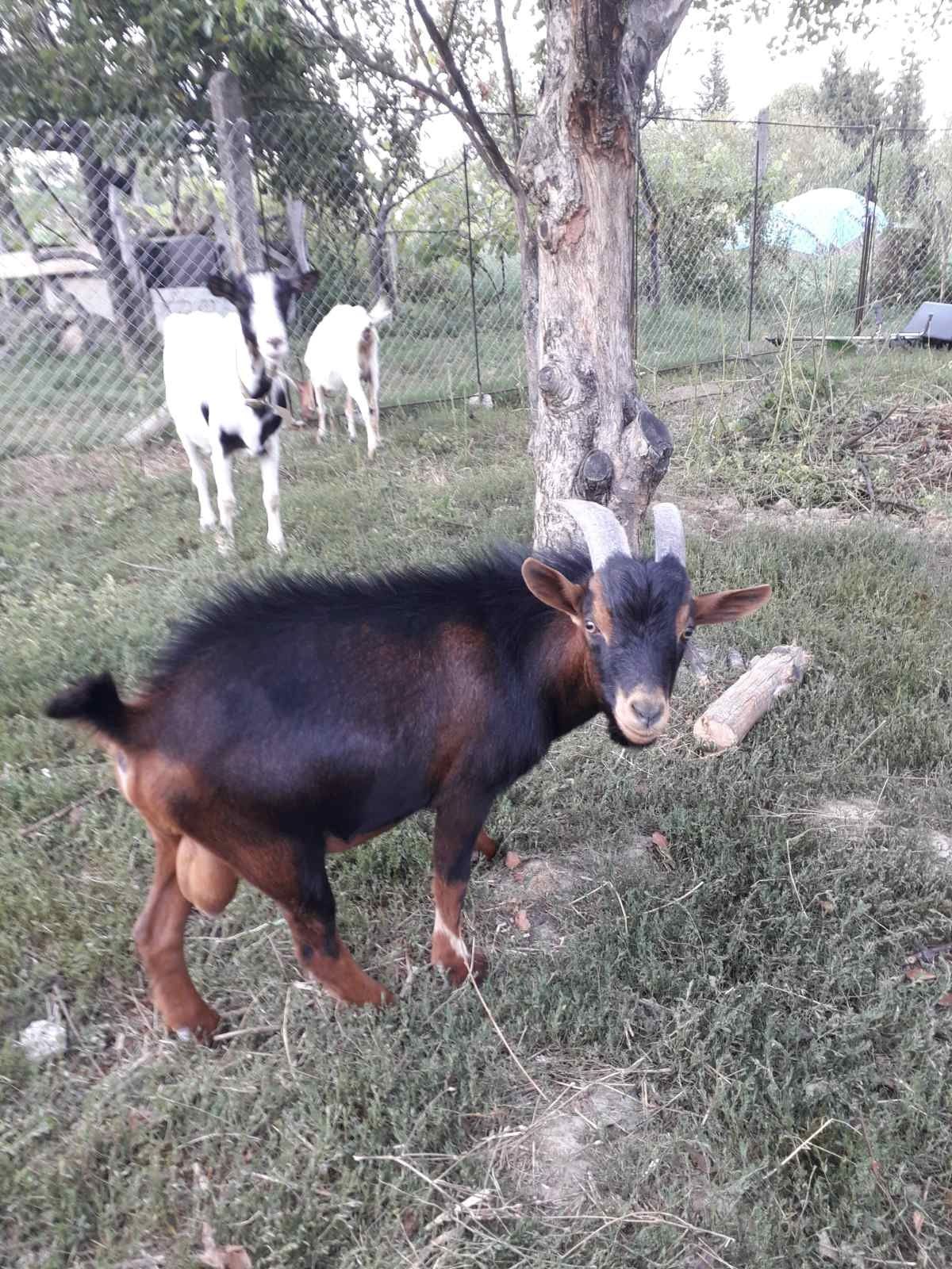 НЕ ПРОДАЮТЬСЯ.! Тільки для продовження роду,  Камерунській цап , козел