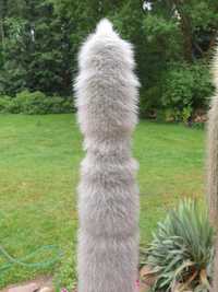 Kaktus Cleistocactus strausii wysokość 130cm