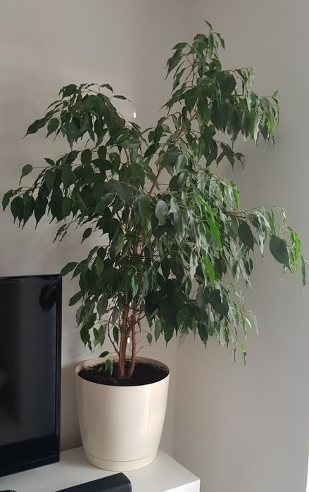 Fikus Benjamin  120 cm