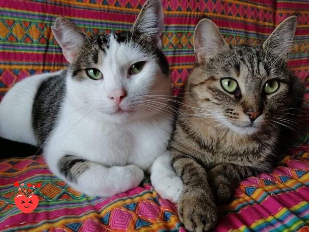 Dwupak uroczych kotków