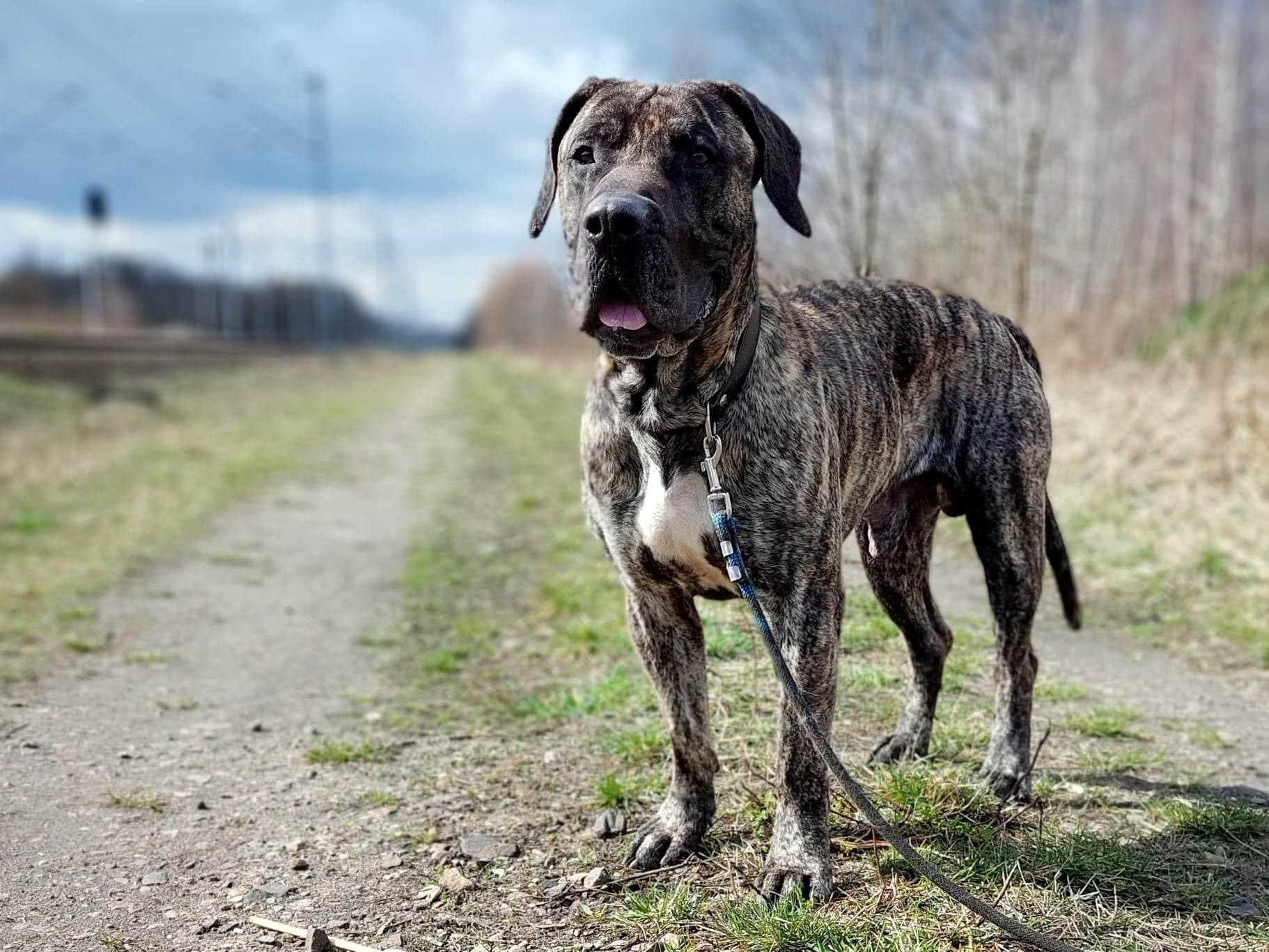 Dog kanaryjski - piękny, kochający Filet szuka domu!