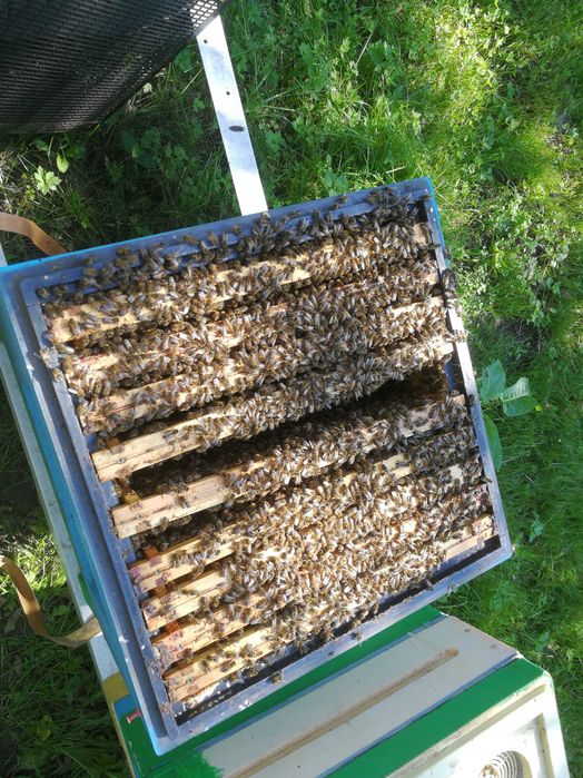 Odkłady pszczele ramka wielkopolska
