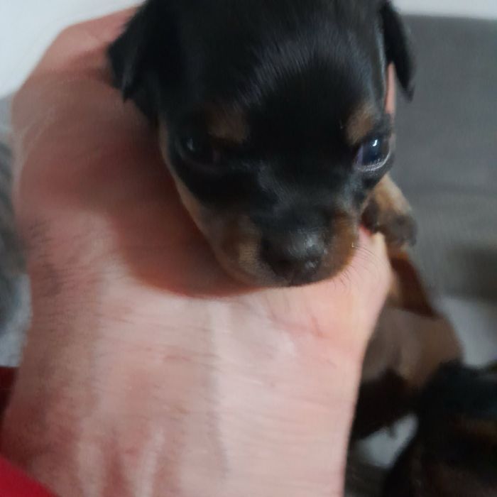 Pinczer miniaturowy XS