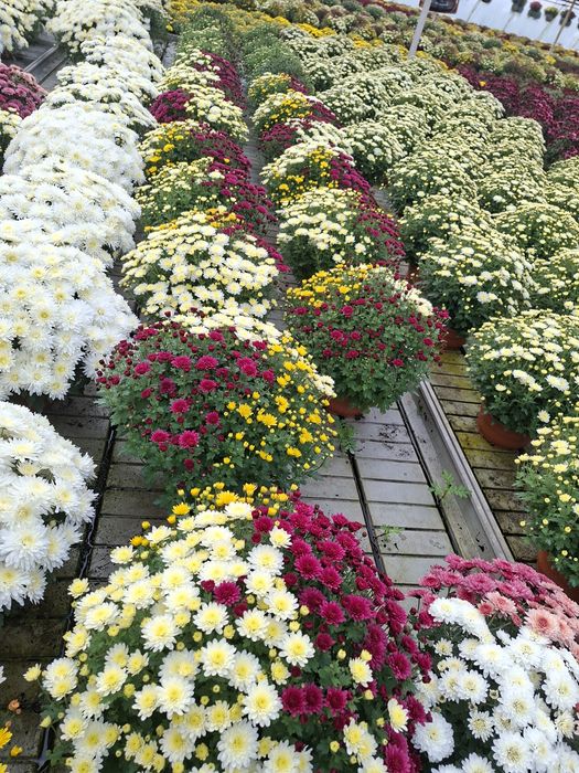 Chryzantemy pod dom na telefon