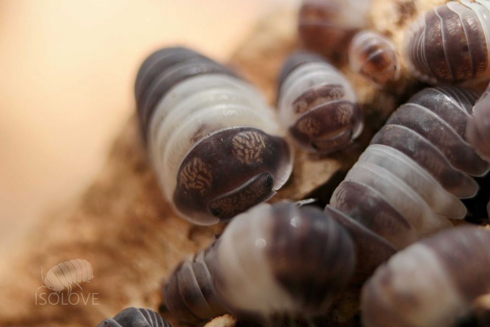 Cubaris sp. "panda king", isopoda, równonogi, kulanki, prosionki