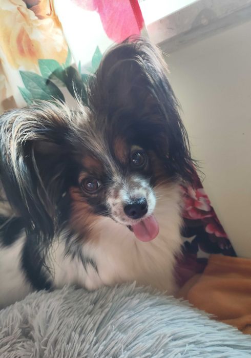 Papillon, suczka ZKwP
