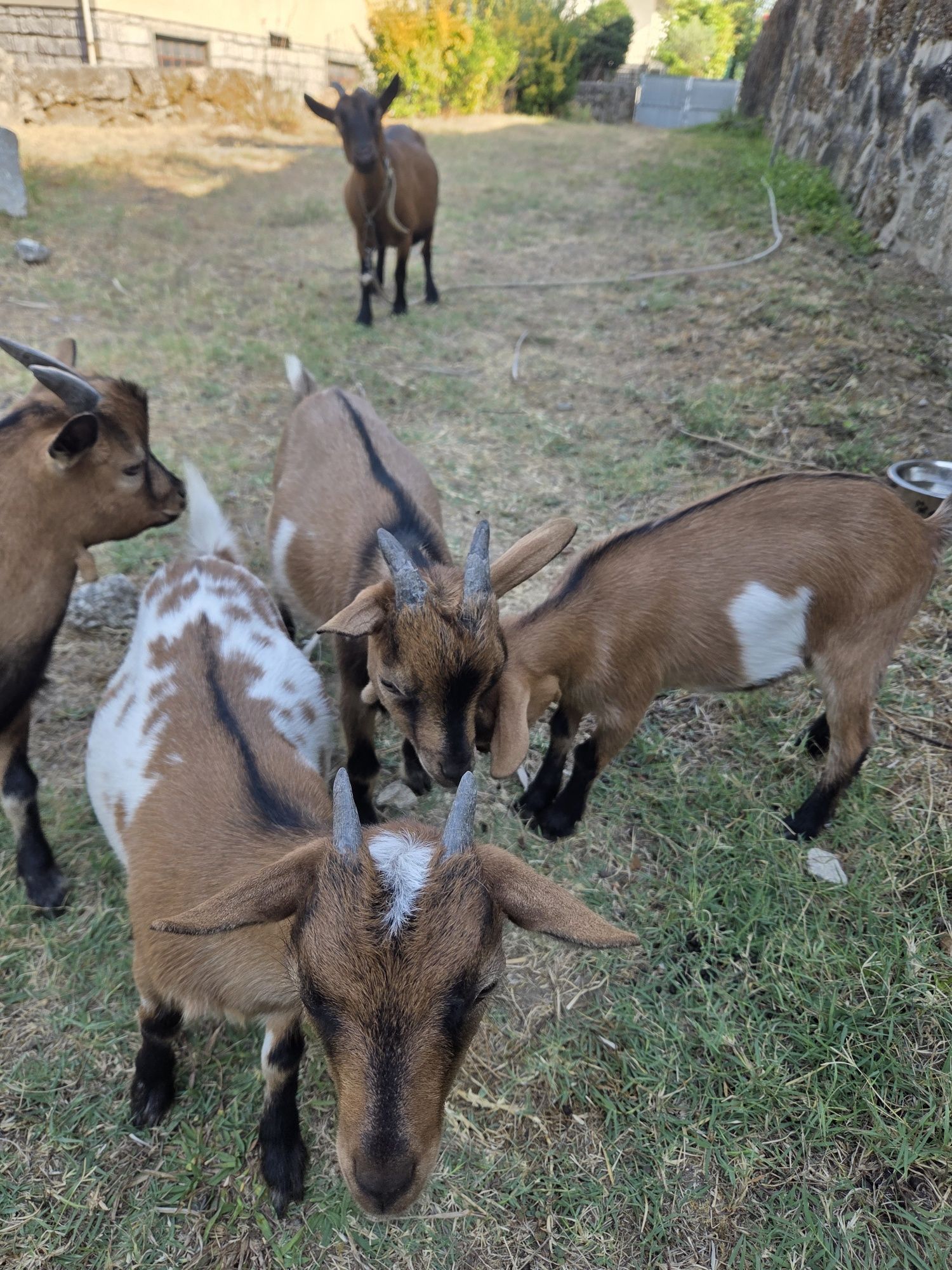 Vendo cabras anas