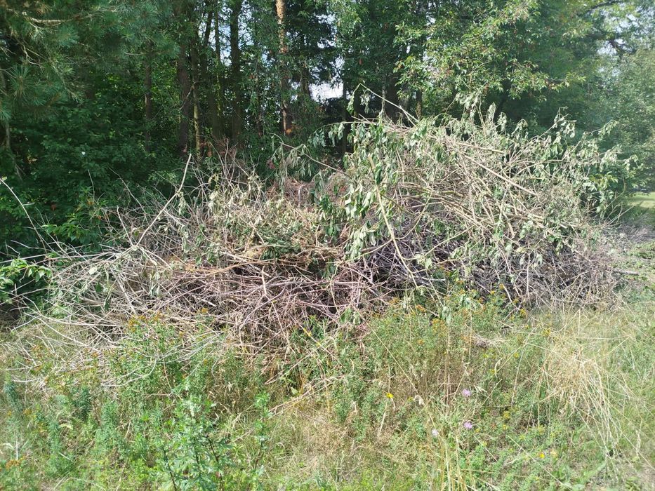 Oddam gałęzie za darmo