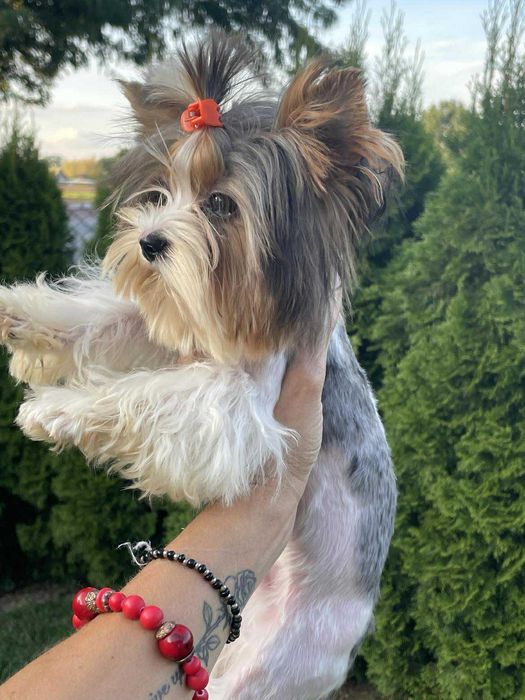 Bluberry yorkshire terrier miniaturka biewer 1 ,20 kg paszport