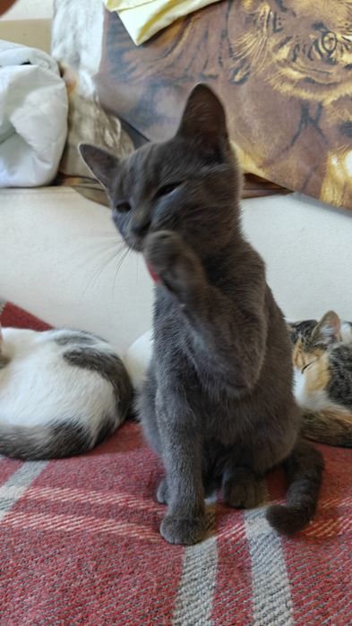 Продаються кошенята