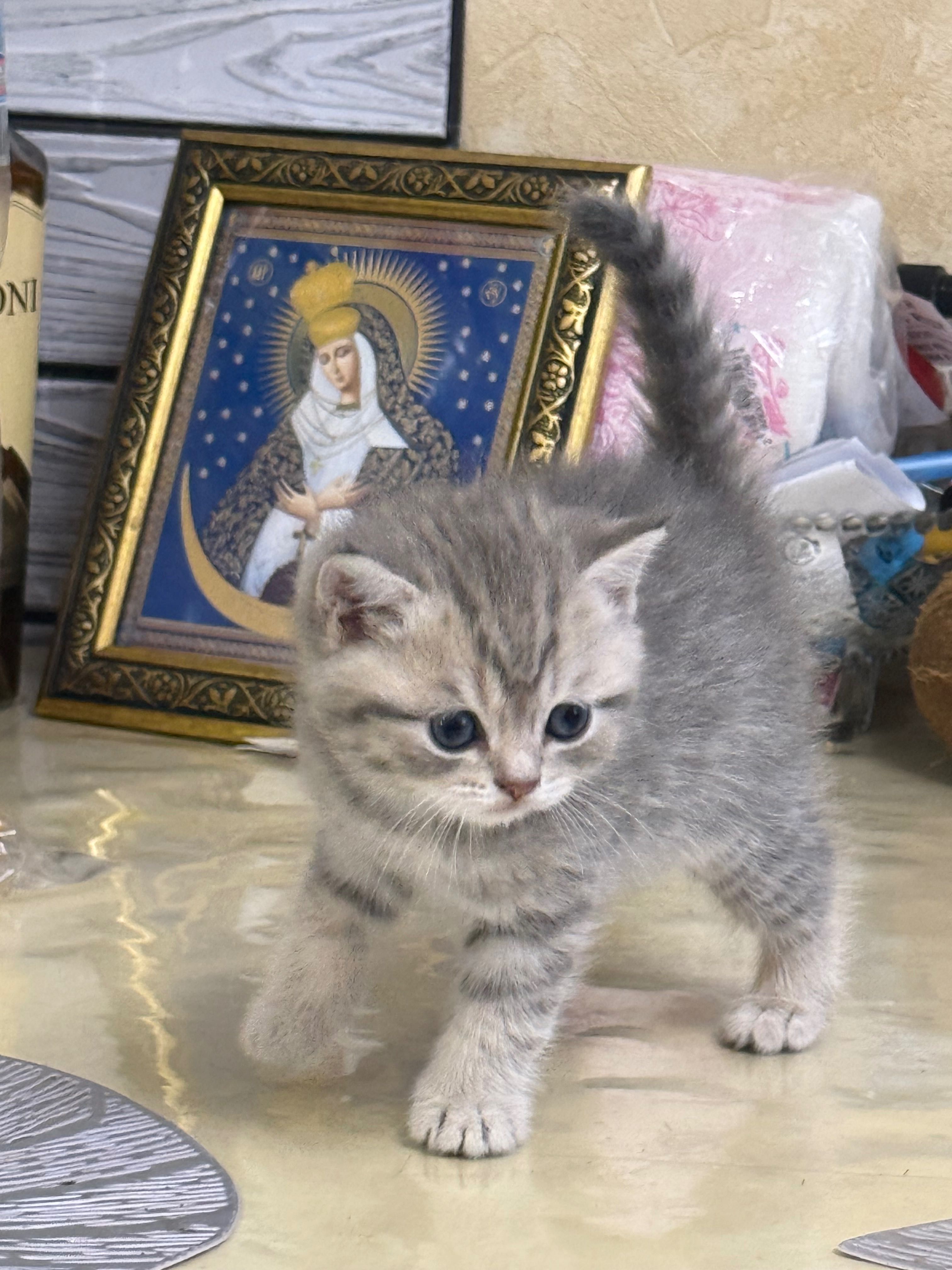 Шотландські кошенята