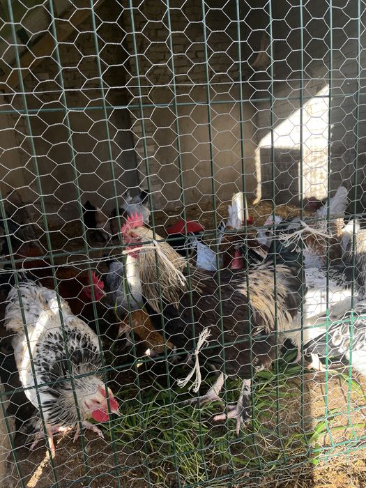 mlode kogutki z wlasnego wylęgu