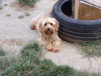 Cockapoo F1 b maleńka 12 miesięcy wychowana sunia