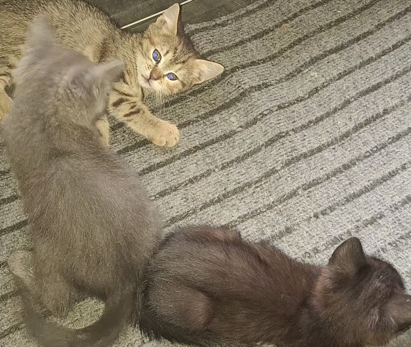 Віддам в добрі руки кошенят безкоштовно