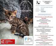 kot bengalski Kocurek bengalski Ozzie wykastrowany  Bengal FPL/FIFe