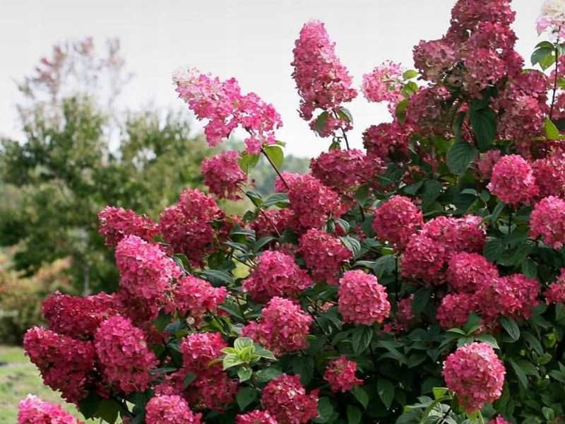 Hortensje bukietowe 6 odmian -Flora Szczecin