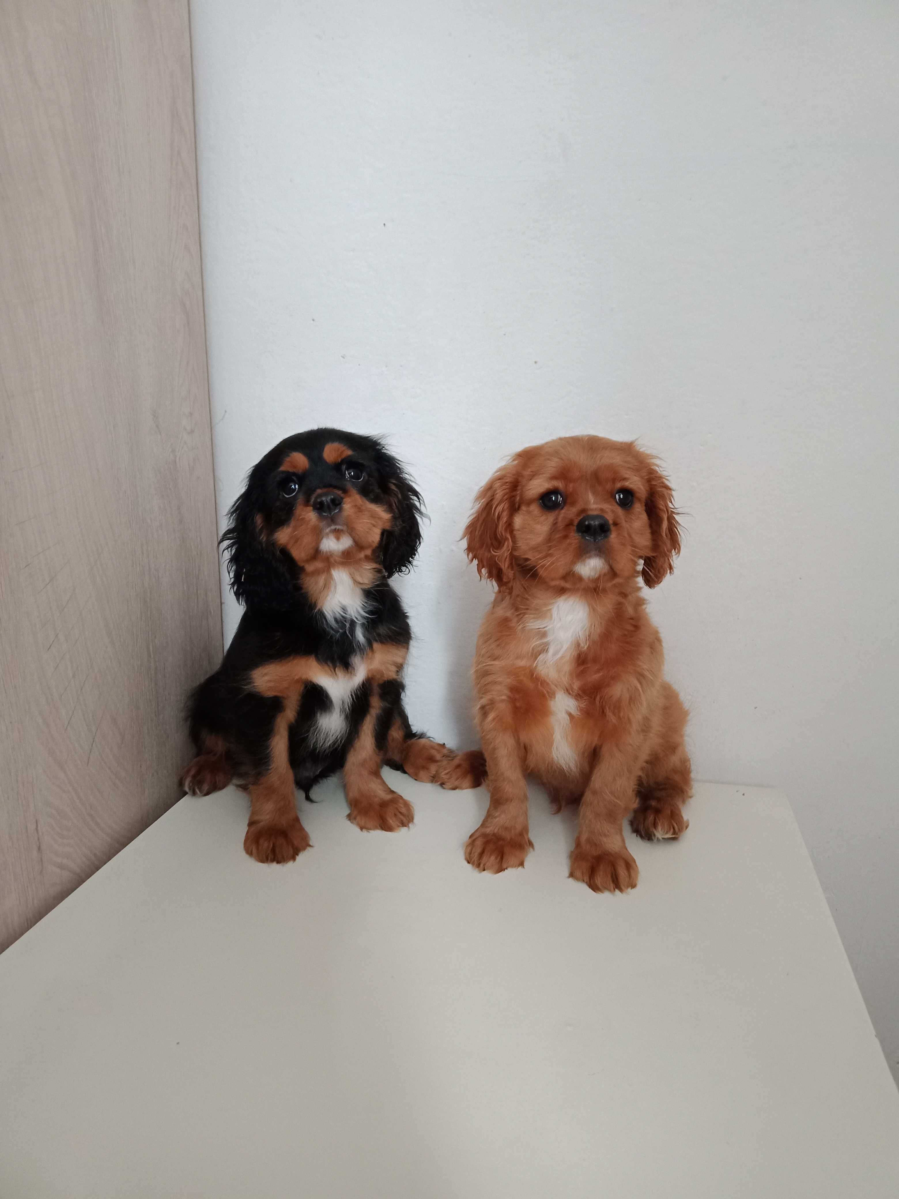 Cavalier King Charles Spaniel szczeniaki