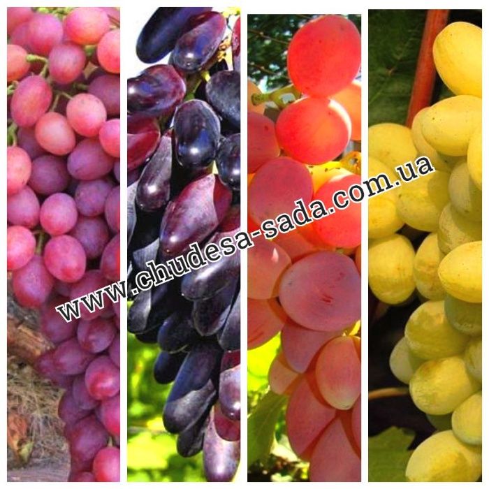 Саженцы винограда мировых сортов большой выбор сортов. Виноград