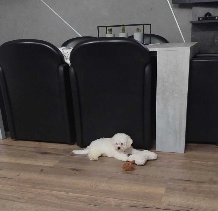 Pies szczenię maltipoo