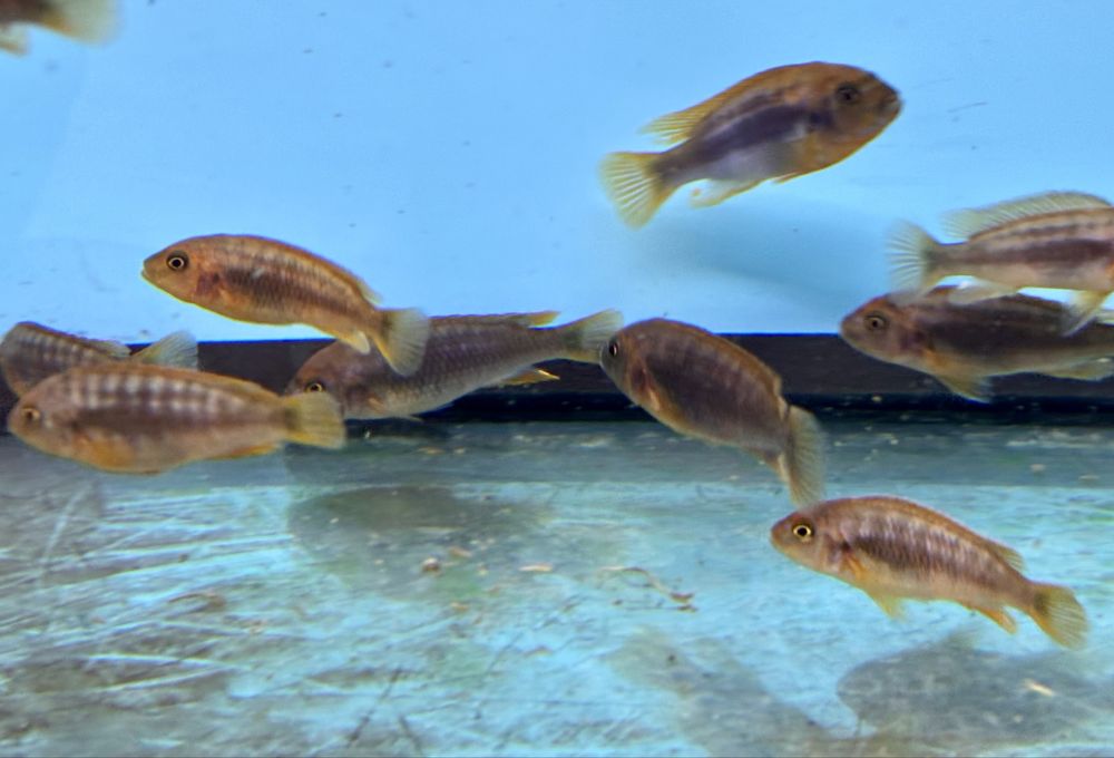 Iodotropheus spriengerae , pyszczaki , pielęgnice afrykańskie Malawian