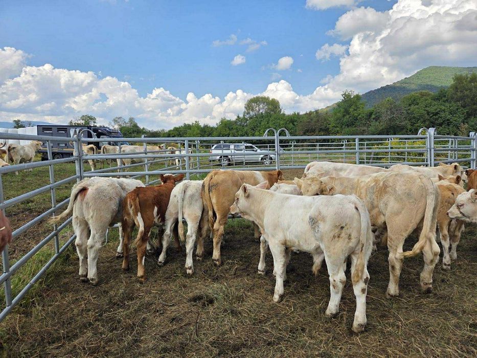 Byki na dalszy odchów odsady