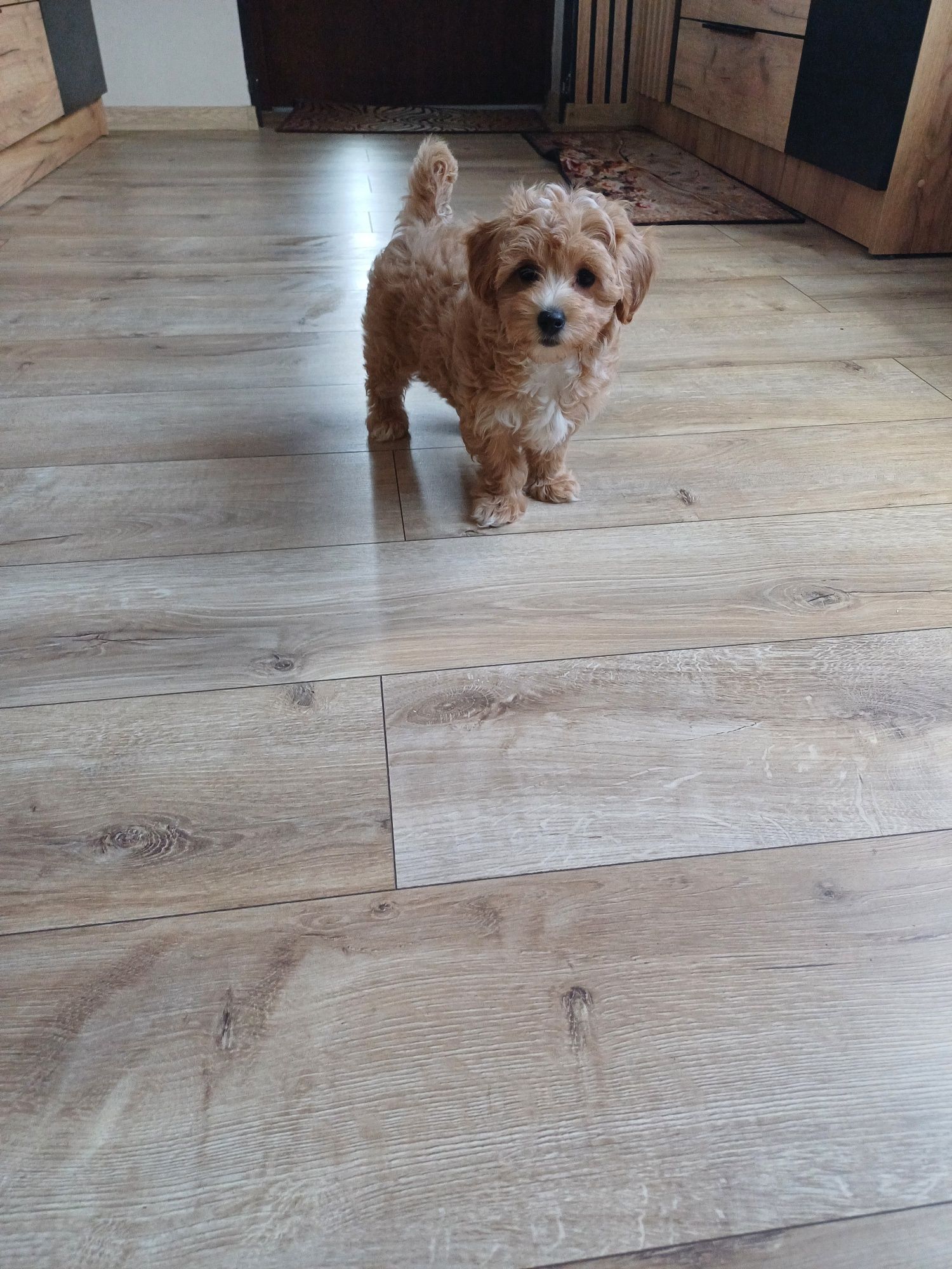 Maltipoo hybryda F1 piesek