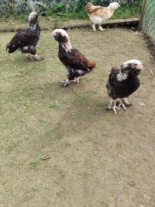 Wyandotte, Wyandotta, Wyandotty Koguty