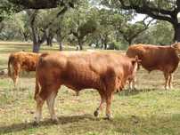 Novilhos limousine