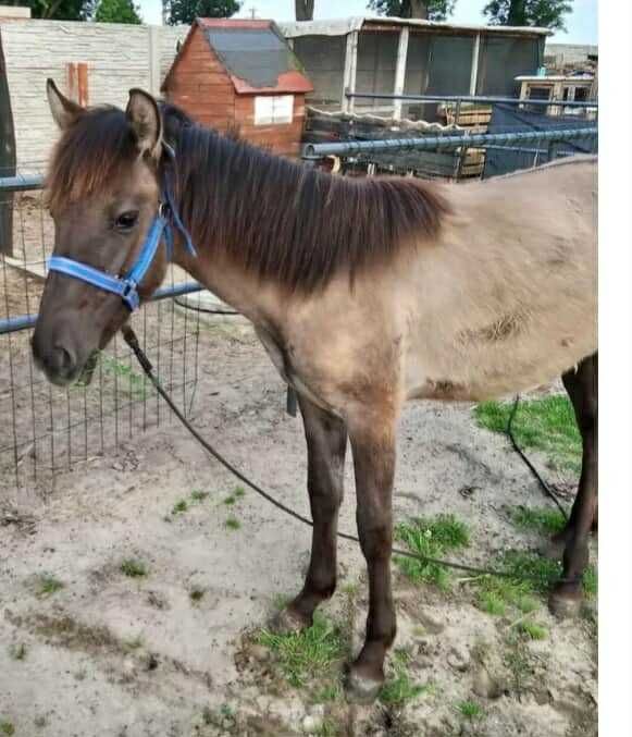 Konik Polski roczny