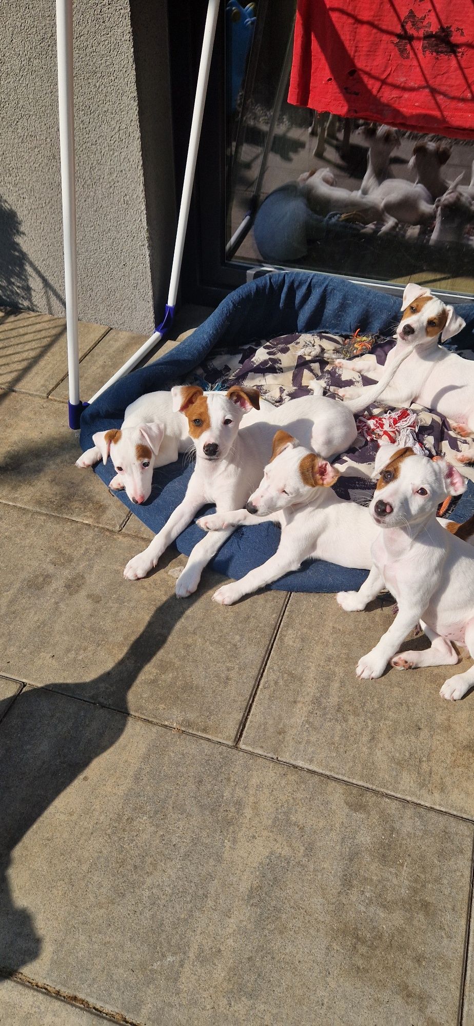 Jack Russell Terrier