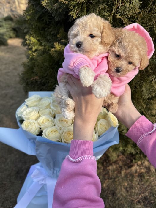 Мальтипу ф1