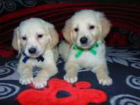 Golden Retriever*Śliczny piesek*