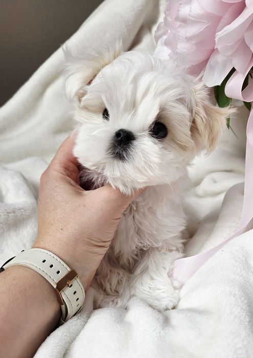 Sliczny maltańczyk typ laleczki rod ZKwP FCI  geny Korea