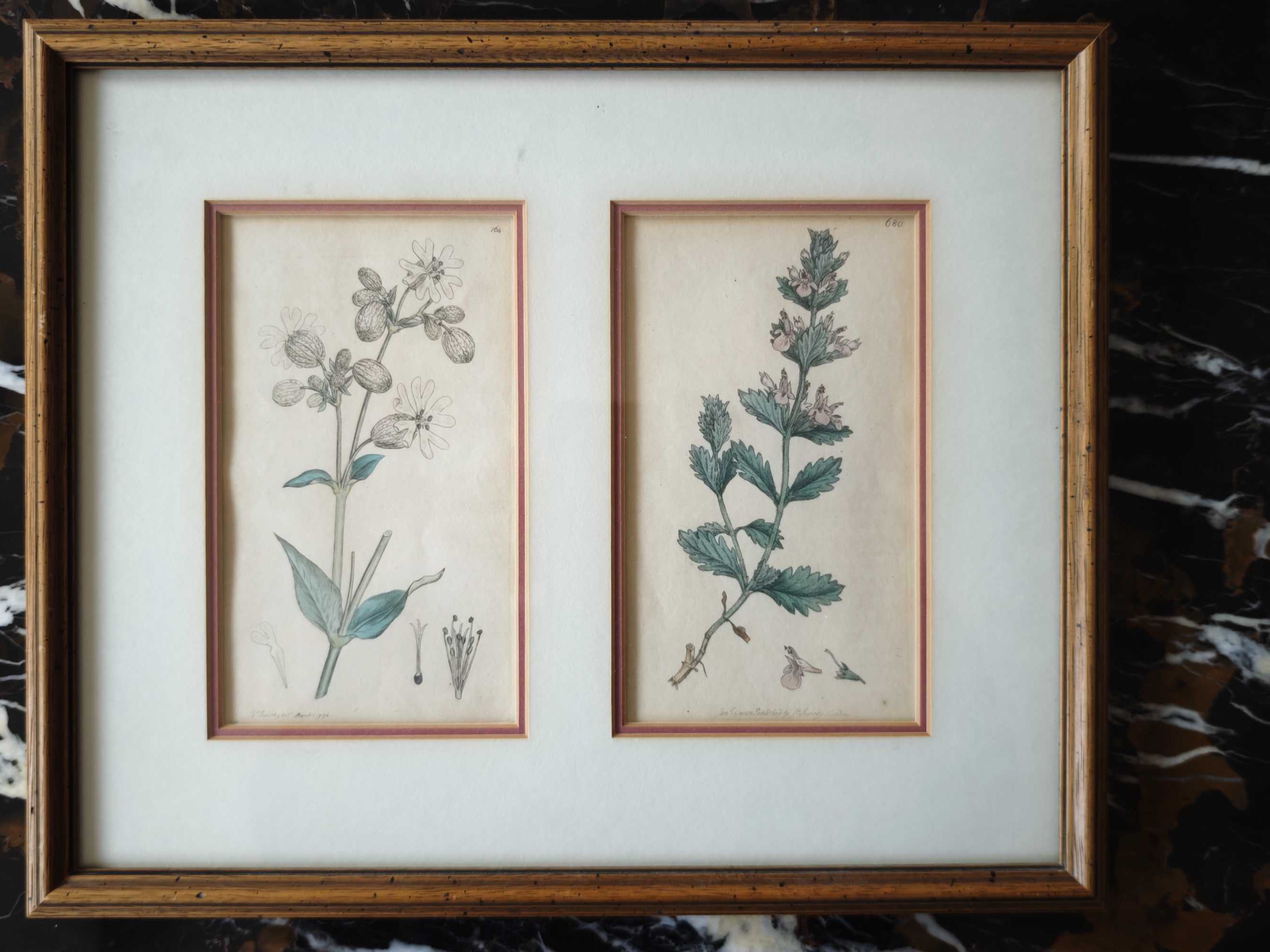 kolekcja 3x2=6 xrycin English Botany z 1794 r  I wydanie James Sowerby