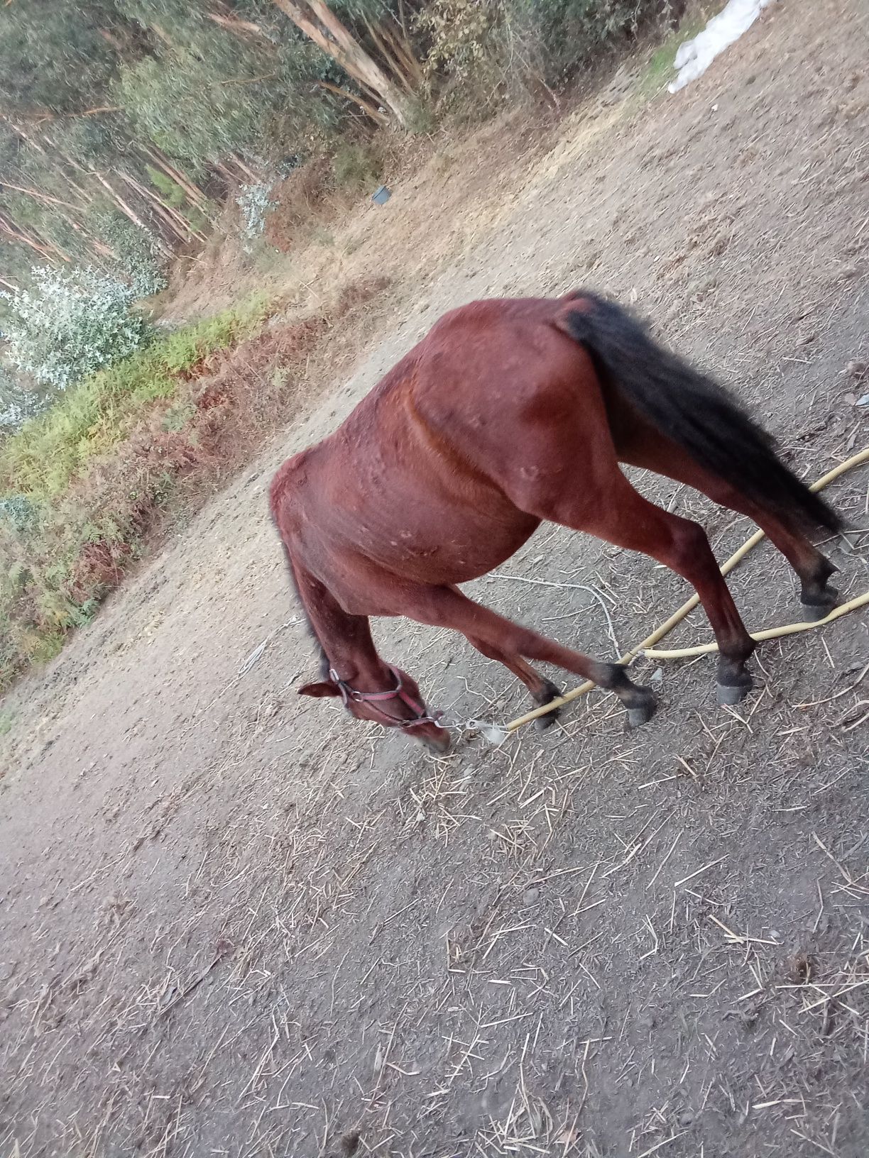 Cavalo com 10 meses