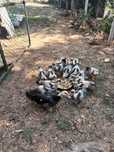 Vendo estes lindos patos mudos mudos