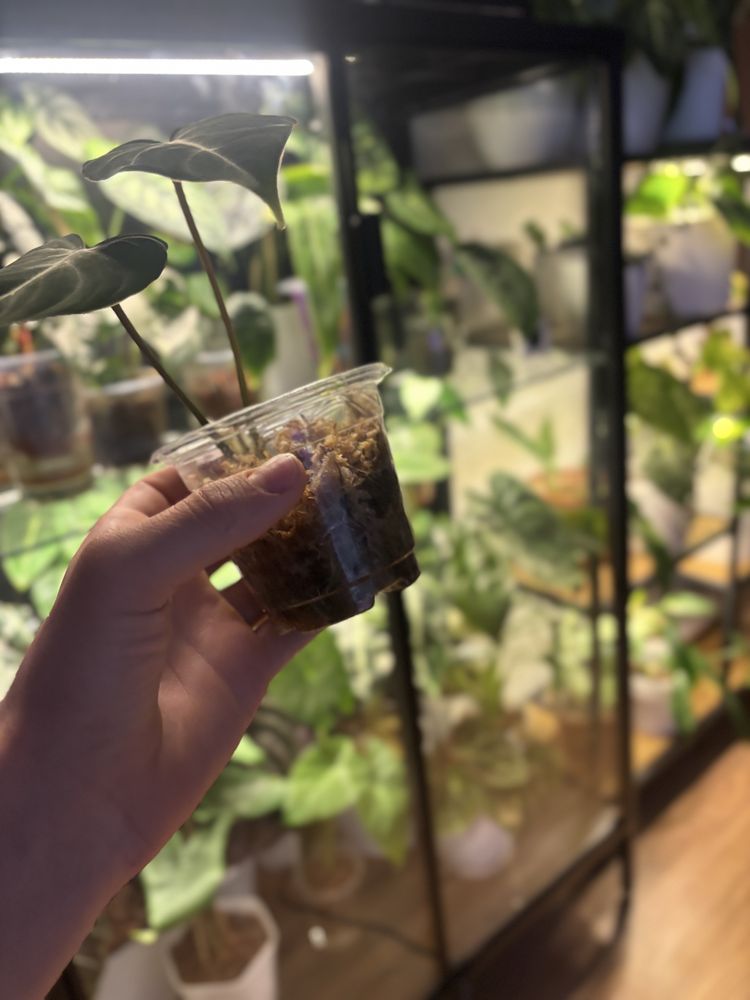 Philodendron gloriosum