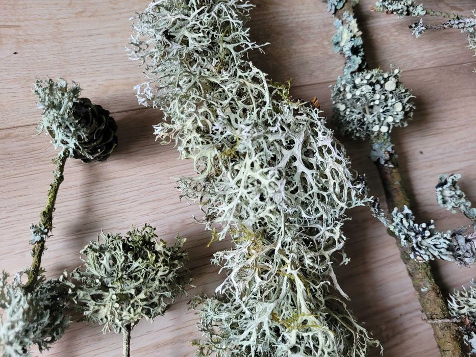 gałązki z mchem i szyszki, mech z szyszkami artykuły plastyczne